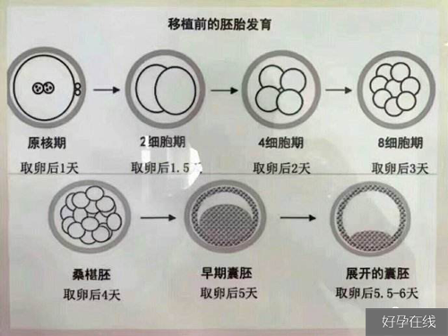 移植前的胚胎发育过程