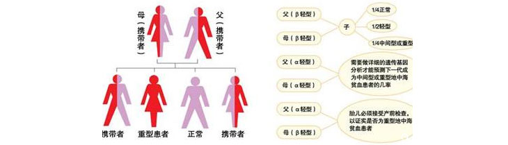 地中海贫血症遗传方法