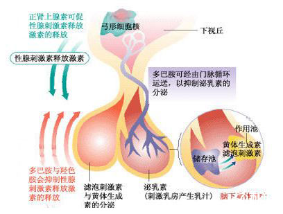 促性腺激素释放激素