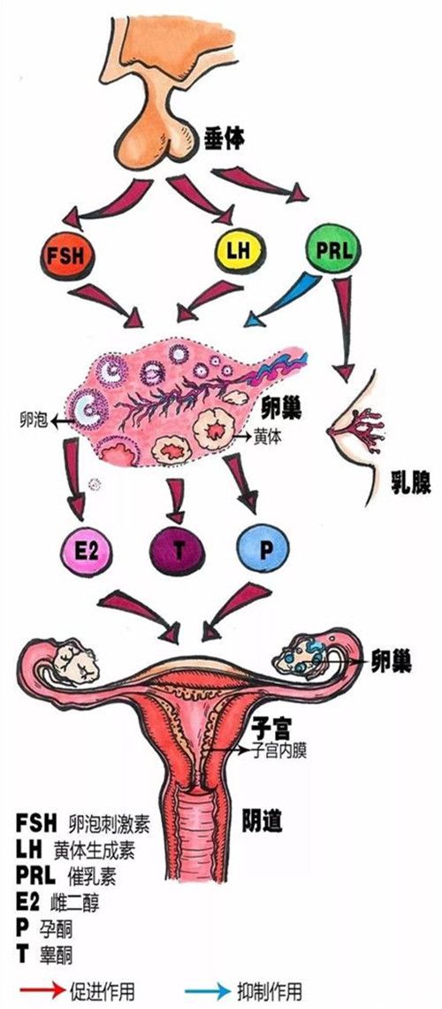 性激素的作用