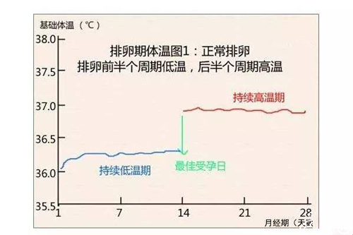 基础体温