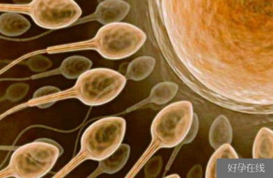 河北备孕试管婴儿知识_超级精子是什么，精子活力太高也会造成不育？